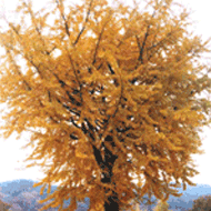 광주시 시의 나무 : 은행나무