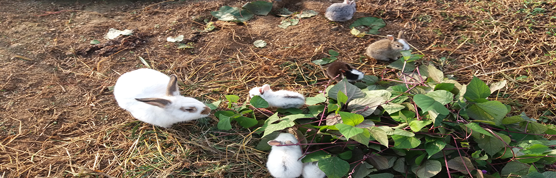 유정뜰농원 전경5